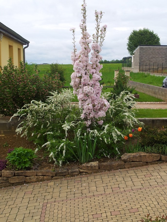 Plantes printanières